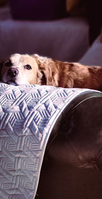 Portrait of dog relaxing on sofa at home