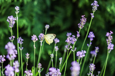 Close-up of butterfly pollinating on purple flowers