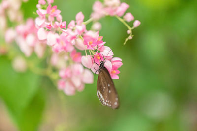 Close-up of butterfly pollinating on pink flower