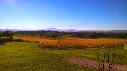 Scenic view of field against blue sky