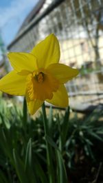 Close-up of yellow flower blooming outdoors