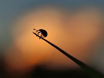 Close-up of silhouette insect against sky at sunset