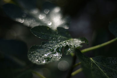 Close-up of water drops on leaves