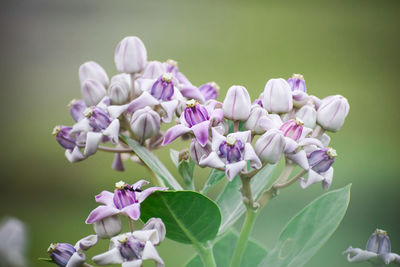 Close-up of purple flowers