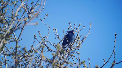 Low angle view of birds perching on tree