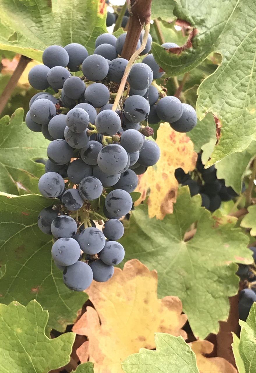 CLOSE-UP OF GRAPES GROWING ON VINEYARD