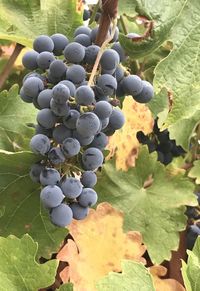 Close-up of grapes growing in vineyard