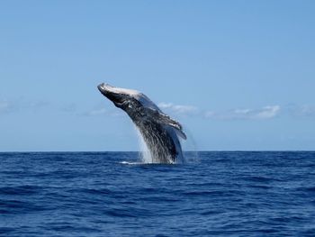 Whale in sea against sky