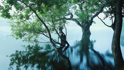 Low angle view of trees against sky