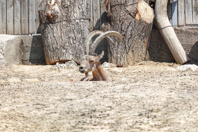 Alpine ibex . capra ibex . wild animal in the zoo . mammal with big horns