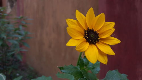 Close-up of yellow flower