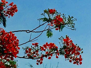 Low angle view of red flowers blooming on tree against sky