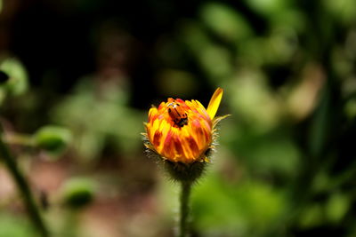 Close-up of insect on flower