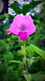 Close-up of flower blooming outdoors