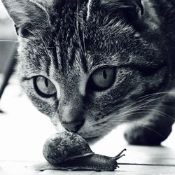 Close-up portrait of a cat