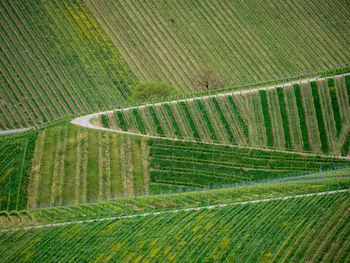 High angle view of agricultural field vineyard