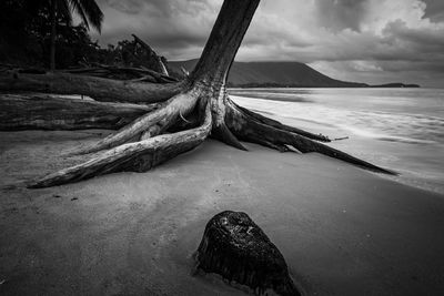 Tree at beach against sky