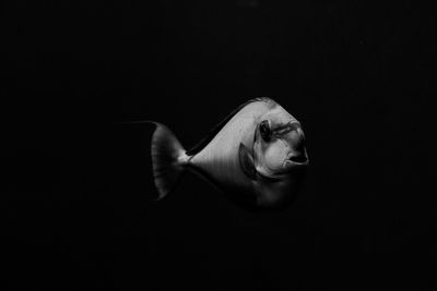 Close-up of fish over black background