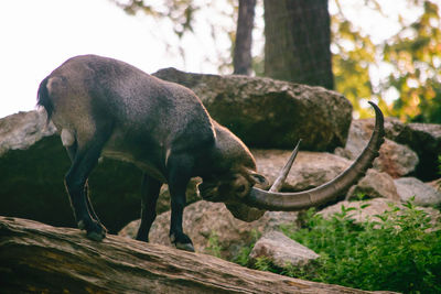 Capricorn in a forest