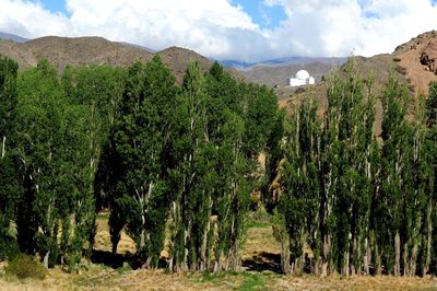 Panoramic shot of trees on landscape against sky