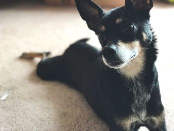 Portrait of dog sitting outdoors