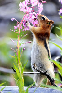 Close-up of curious squirrel