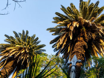 Low angle view of palm trees against sky