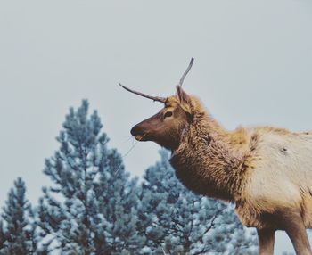 Side view of deer standing against sky