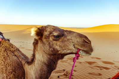 Camels in desert