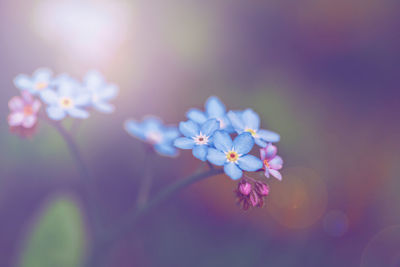 Beautiful colorful fairy dreamy magic small blue forget-me-not flowers, blurry background 