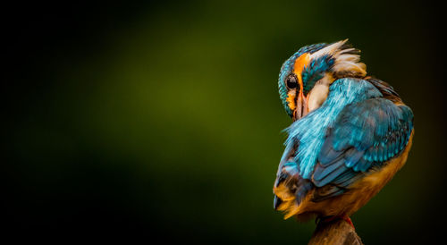 Close-up of bird perching on a tree