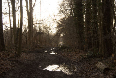 Trees in forest