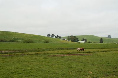 Horses in a field