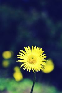 Close-up of yellow flower