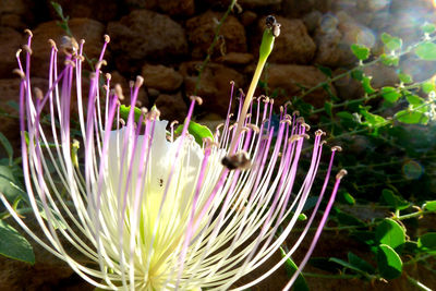 Close-up of purple flowers