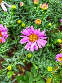 High angle view of pink flowering plant on field