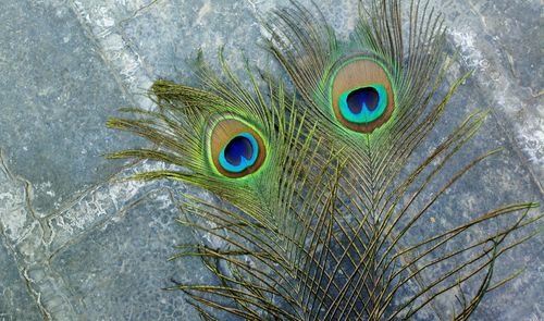 Close-up of peacock