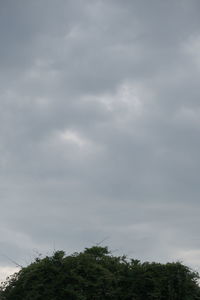 Low angle view of tree against sky