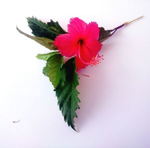 Close-up of flowers