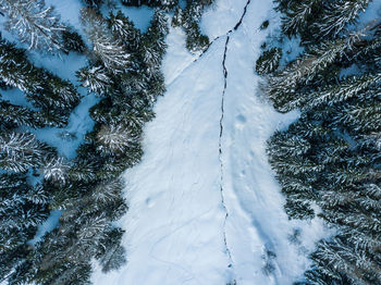 High angle view of pine trees on snow covered field