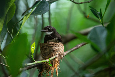 Close-up of bird perching on branch