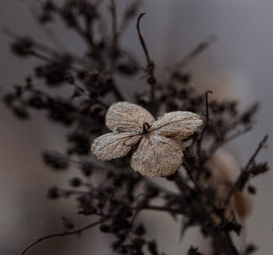 Close-up of wilted plant