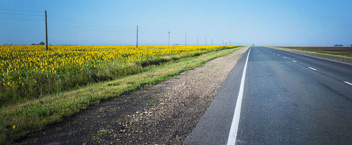 Backgrounds with a leaving road. summer asphalt country road with markings. sunflower  