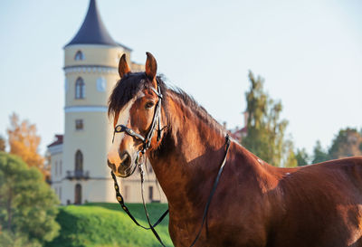 Horse standing in front of building