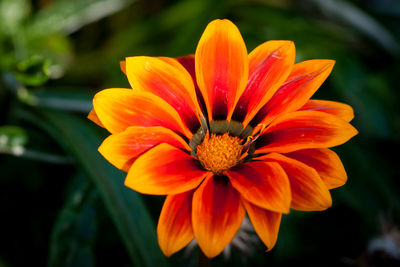 Close-up of orange flower