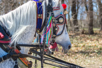 Close-up of a horse