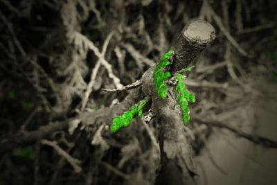 Close-up of leaf on tree trunk