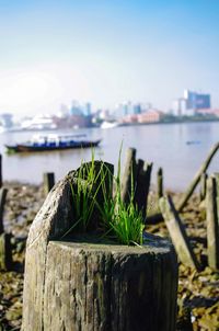 Close-up of water drops on wood