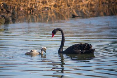 Swans swimming in lake