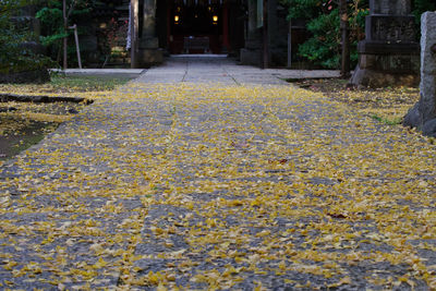 Sunlight falling on leaves on footpath